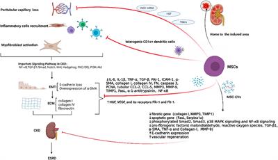 Mesenchymal stem cells: A new therapeutic tool for chronic kidney disease